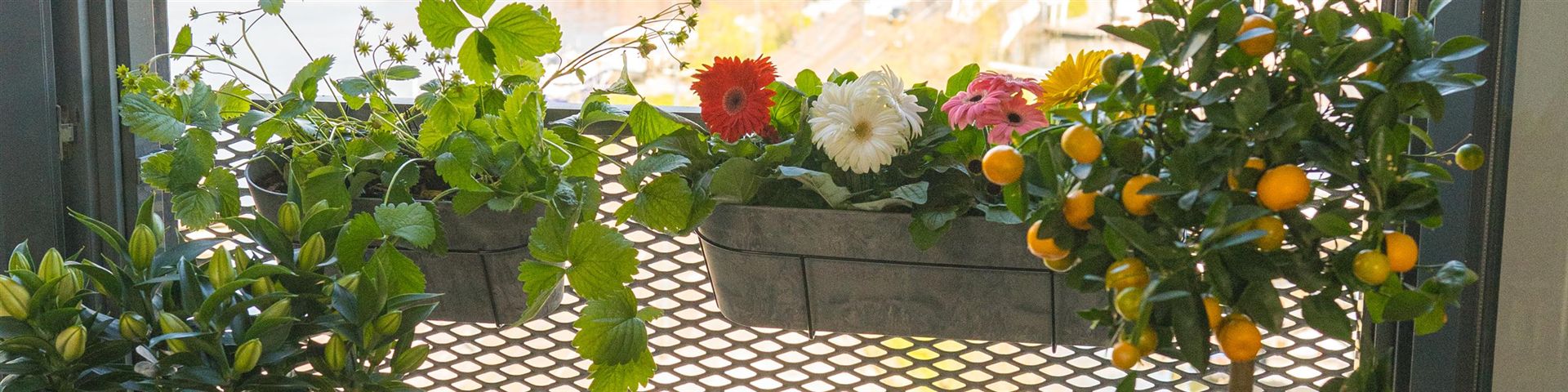 Zwei graue Artstone-Balkonk&auml;sten Claire an einer Balkonbr&uuml;stung, mit Gerbera und Erdbeeren bepflanzt