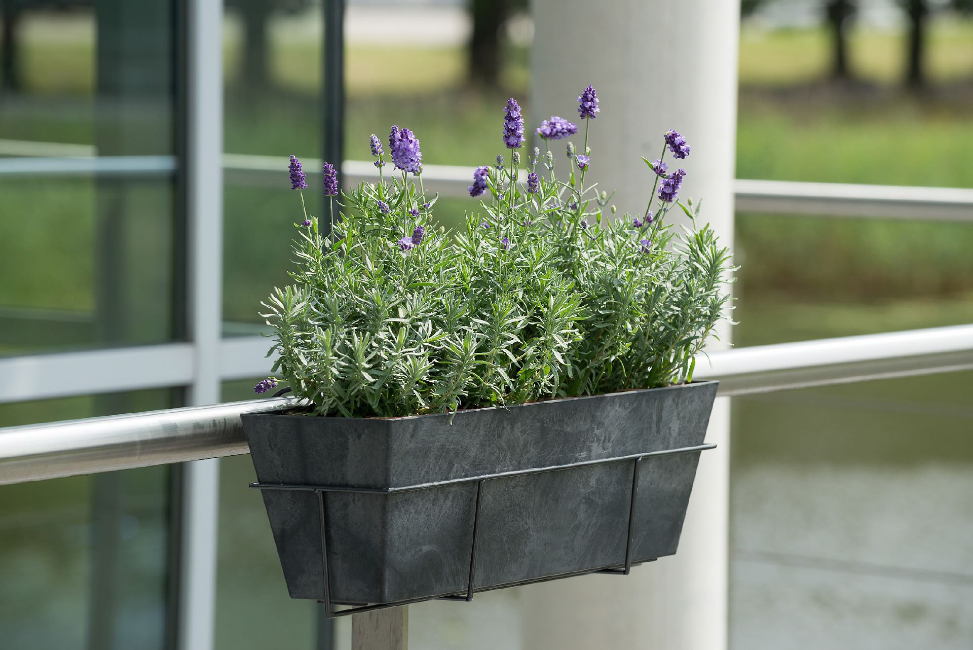 Artstone Balkonkasten mit Lavendel in einer Amy Halterung am Gel&auml;nder