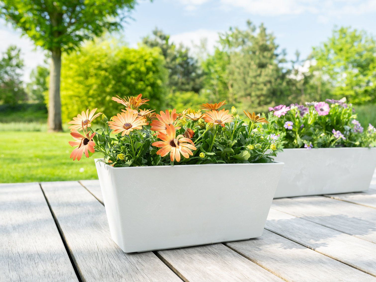 Zwei Ella Balkonkästen in Cloudy mit orangefarbenen und violetten Blumen auf einer Holzterrasse