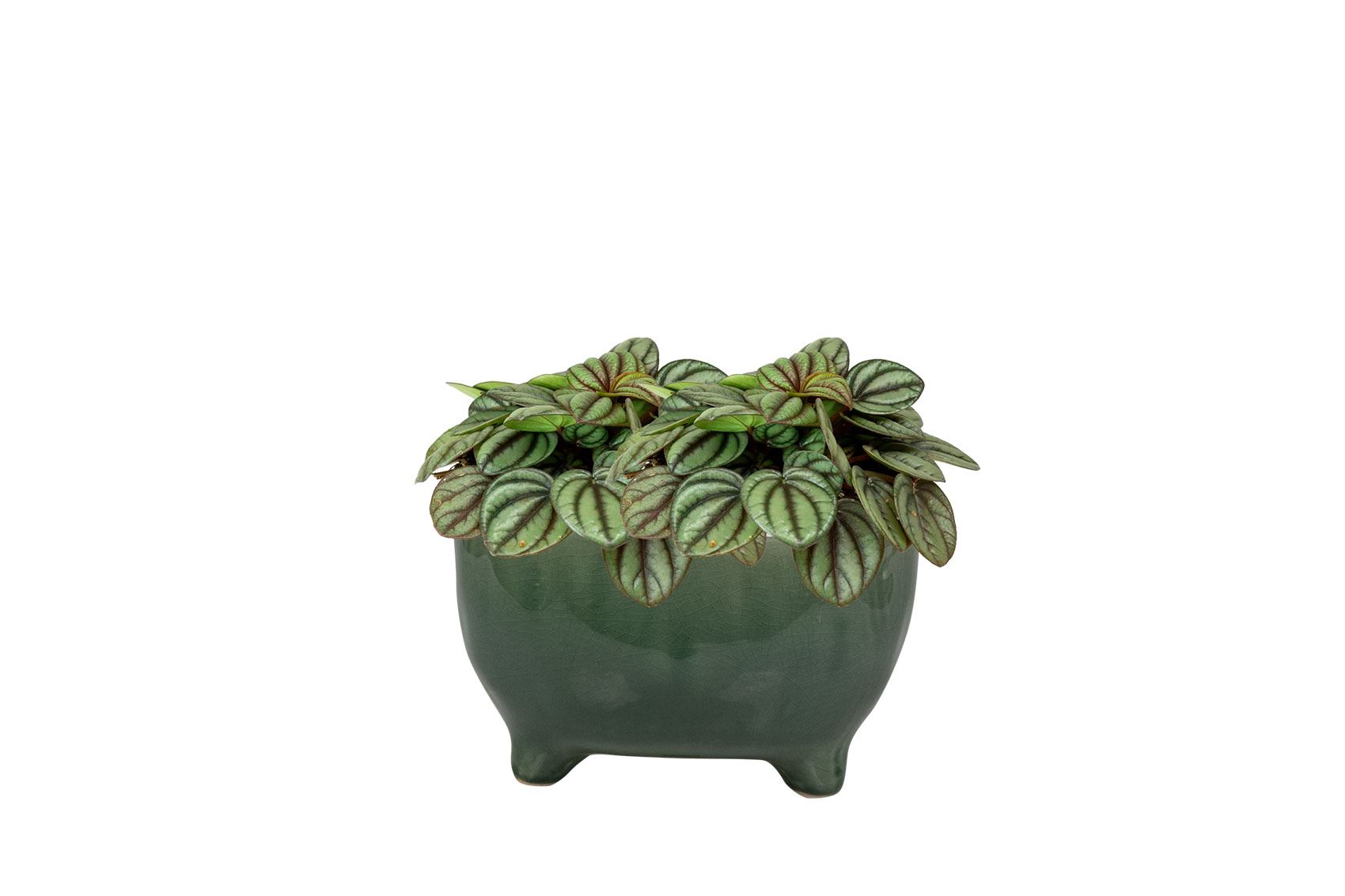 Kaat-Schale in Green, mit mehreren kleinen Pflanzen bepflanzt