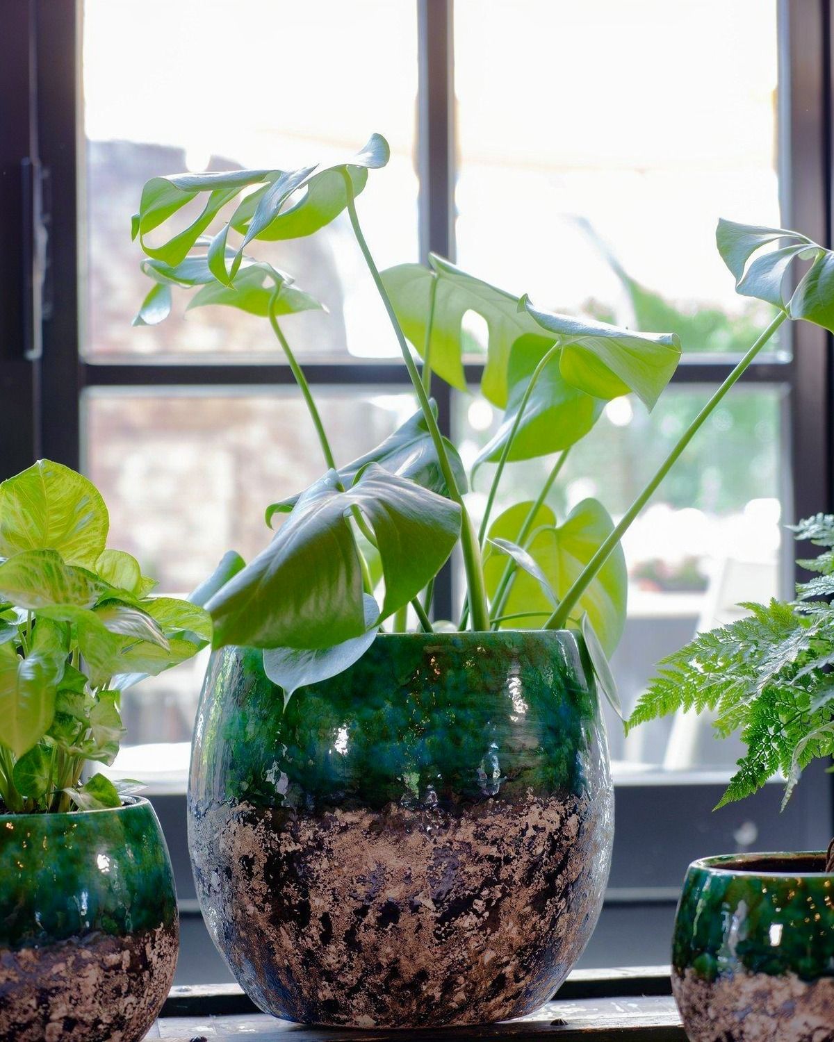Lindy green black mit einer Monstera auf einer Fensterbank