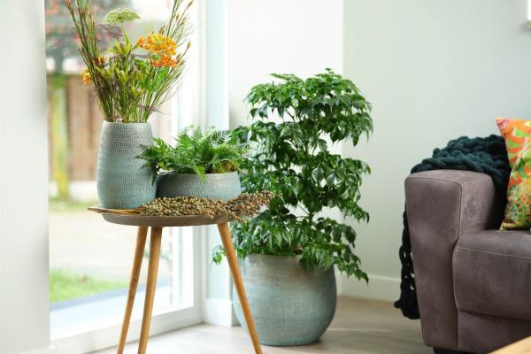 TS Indoor Ryan Mint