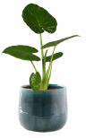 TS Iris Keramik-Blumentopf turquoise - glasiert mit Craquelé-Struktur