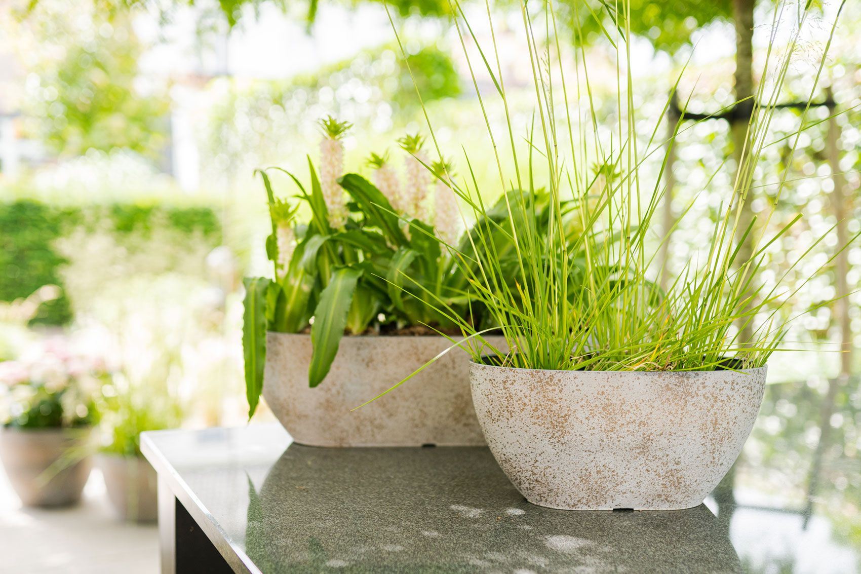 Zwei Pflanzschalen Nova in Concrete Gold mit Gräsern und Kräutern auf einem Gartentisch