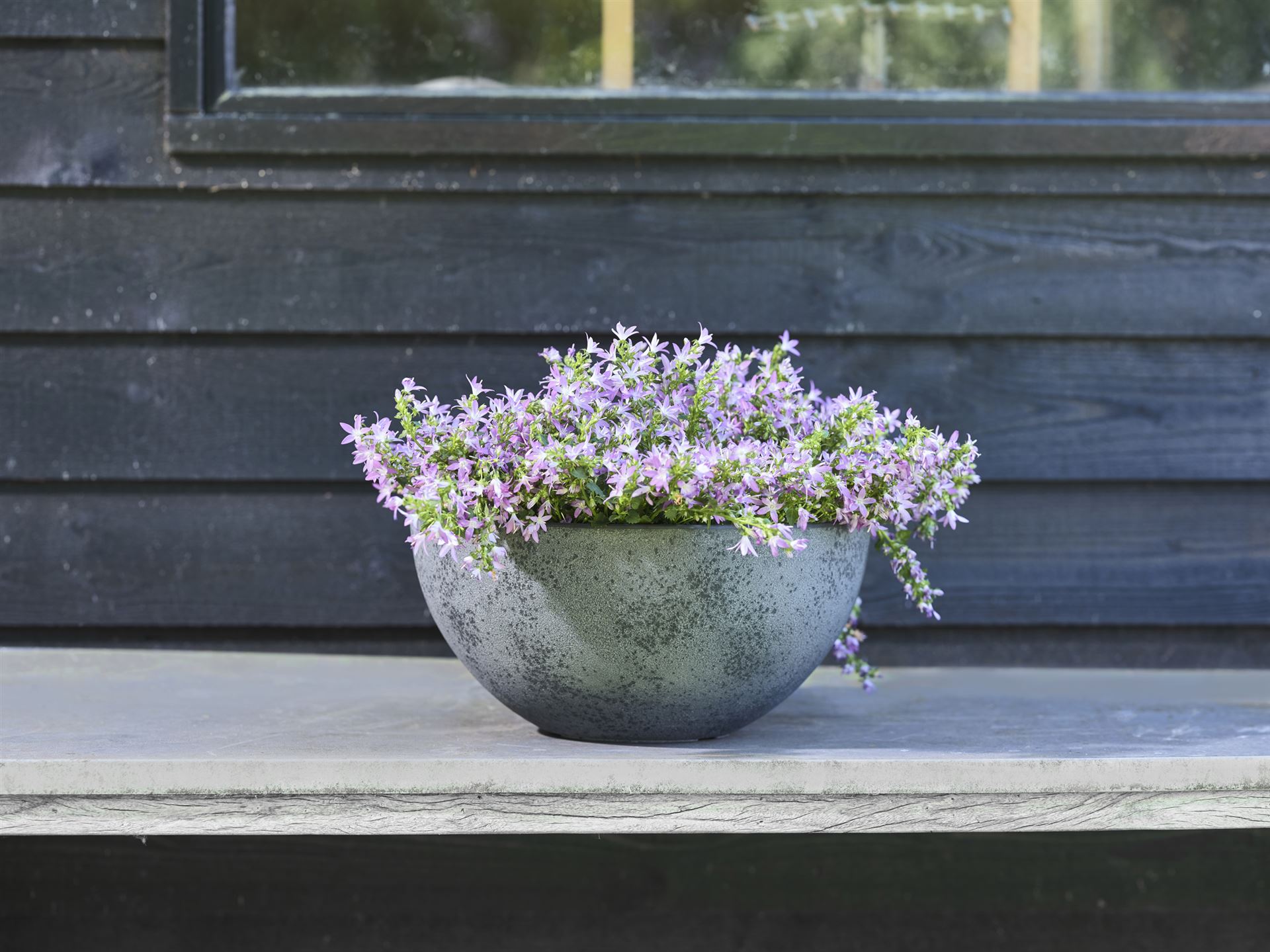 Pflanzschale Nova in Concrete Grey mit lila Glockenblumen auf einer Bank vor einer dunklen Holzwand