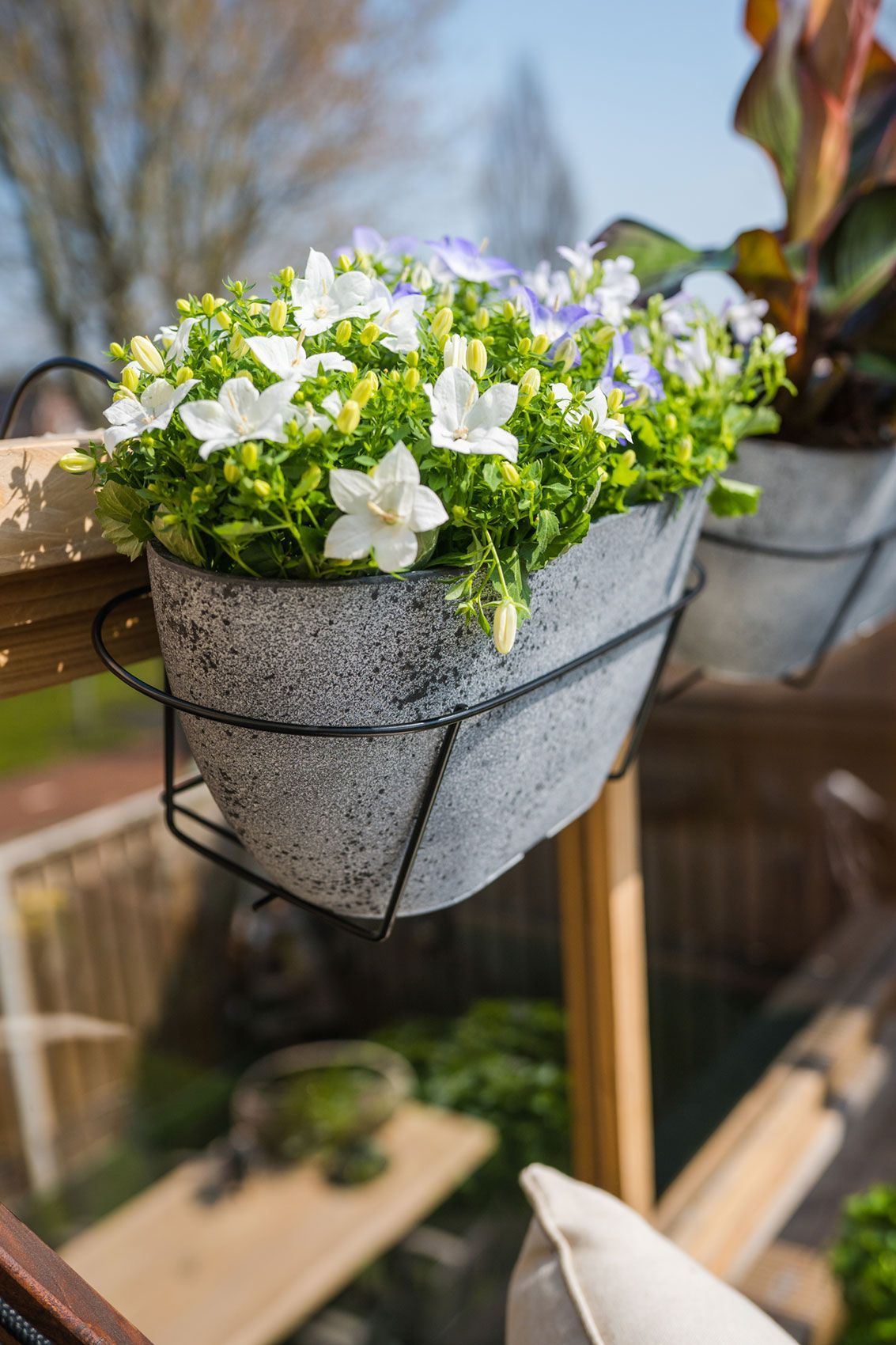 Balkonkasten Nova in Concrete hängt in einer schwarzen Halterung am Balkongeländer, bepflanzt mit weißen und blauen Glockenblumen