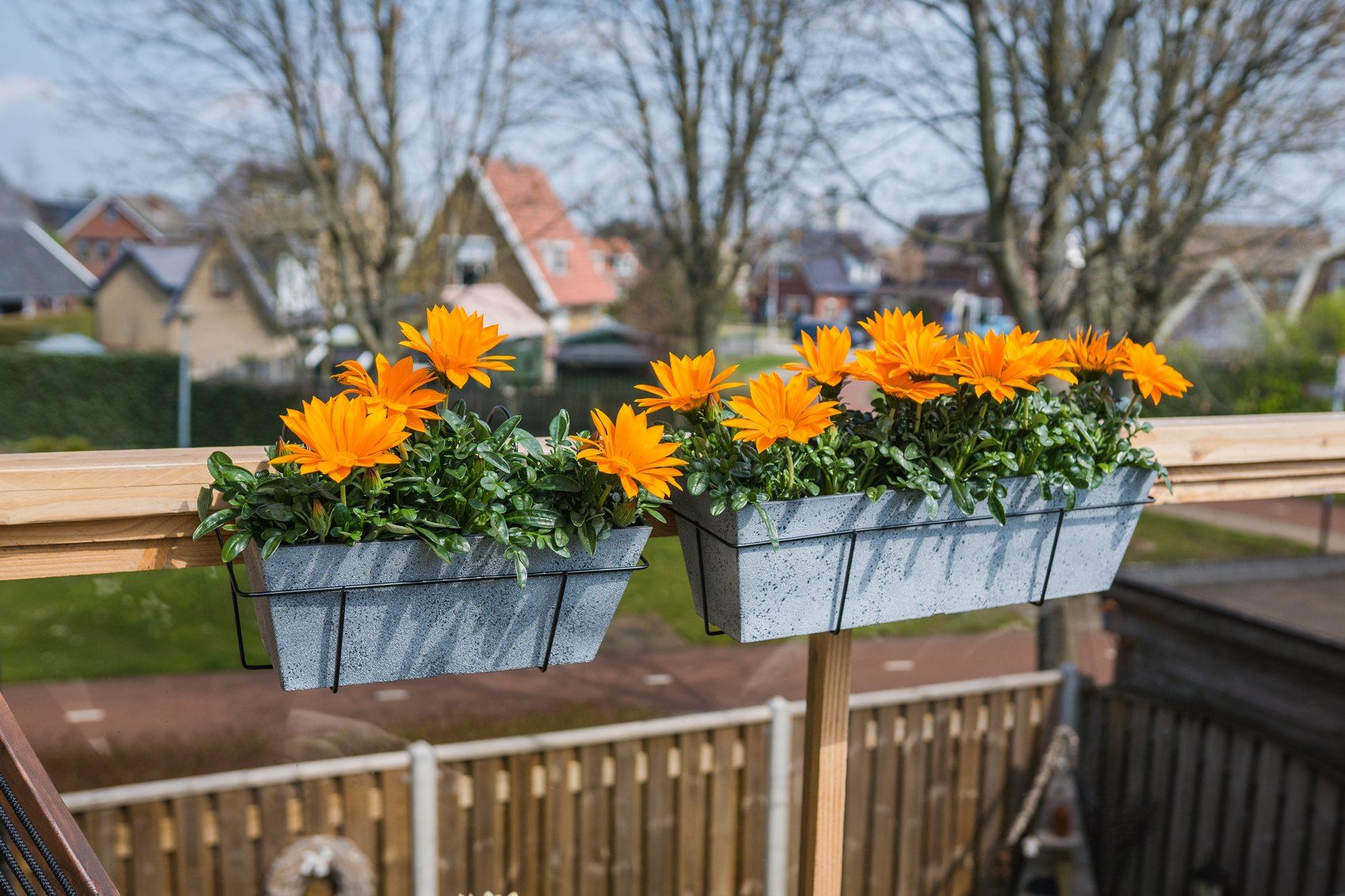 Zwei Cera-Mix-Balkonk&auml;sten Nimar in Concrete mit orangefarbenen Bl&uuml;ten an einer Br&uuml;stung