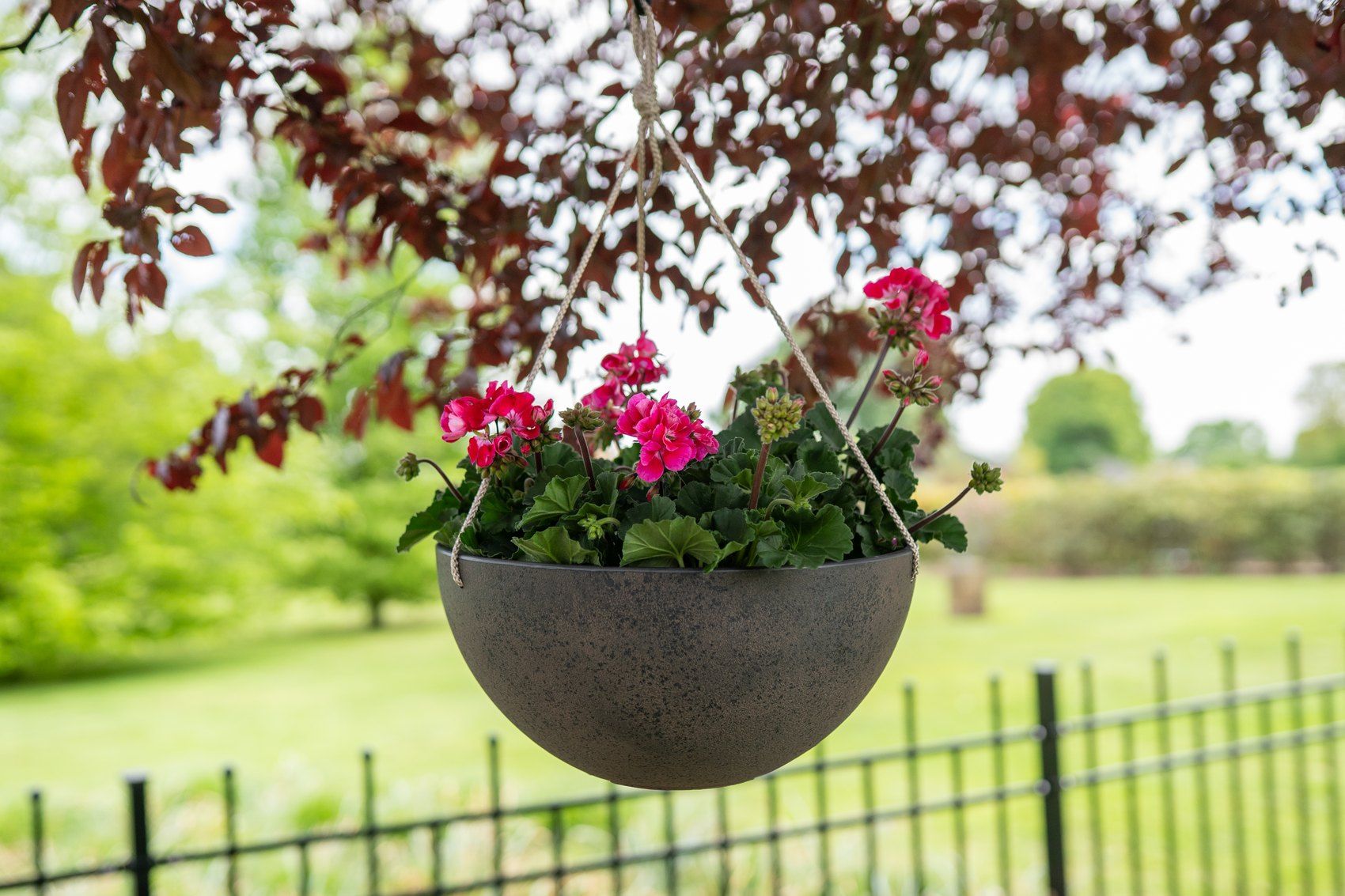 Cera-Mix-Nova-Blumenampel in Stone, bepflanzt mit pink bl&uuml;henden Geranien, h&auml;ngend an einem Baum &uuml;ber einem Garten