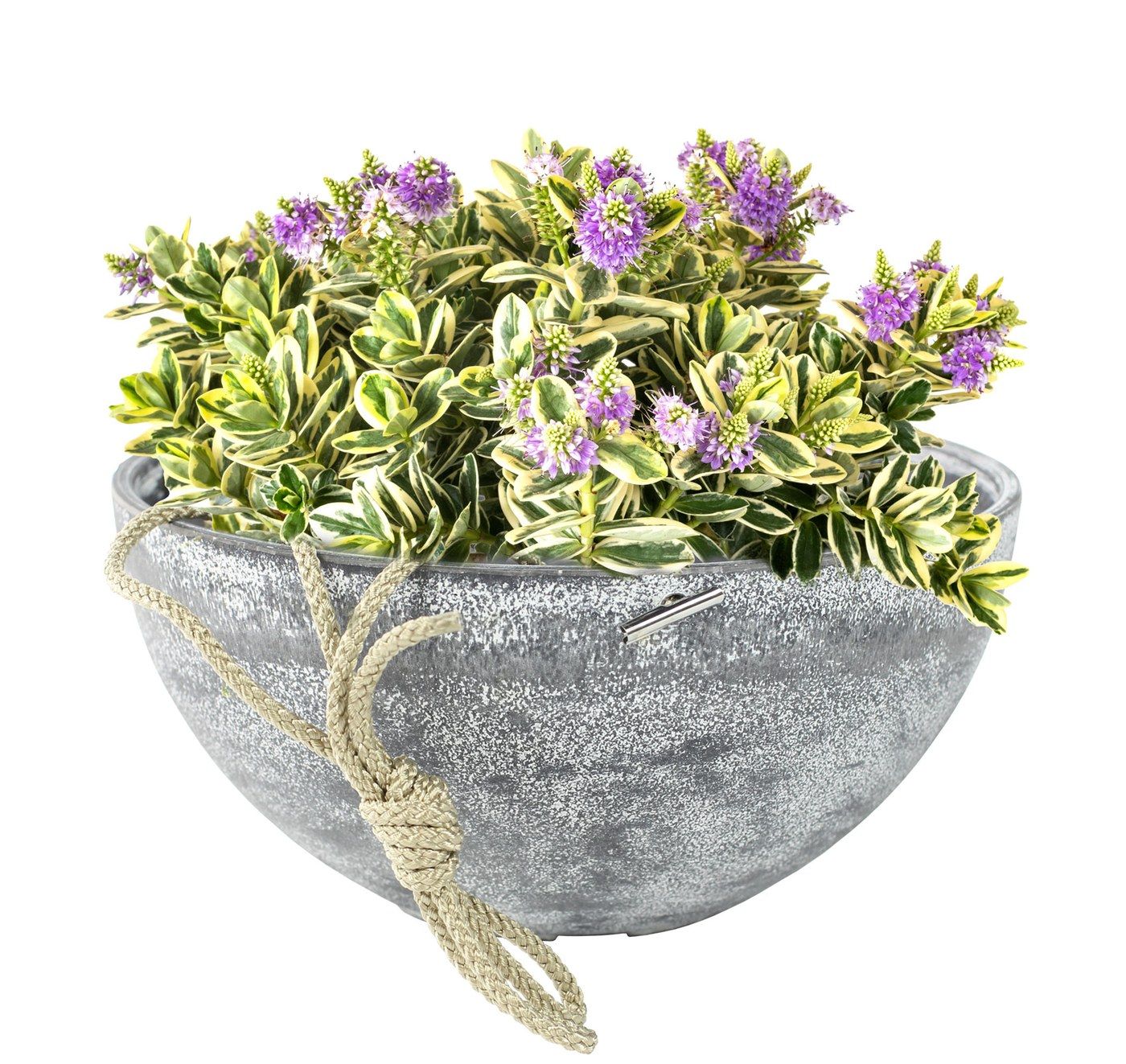 Nova Blumenampel Concrete, Ø 35 cm, bepflanzt mit Sträuchern