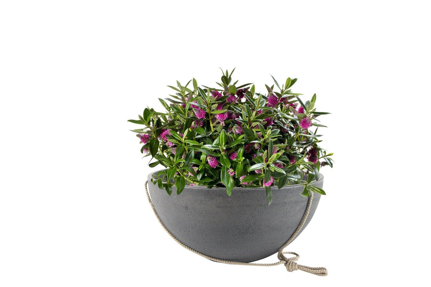 Nova Blumenampel Concrete Grey, &Oslash; 25 cm, bepflanzt mit einer pink bl&uuml;henden Pflanze