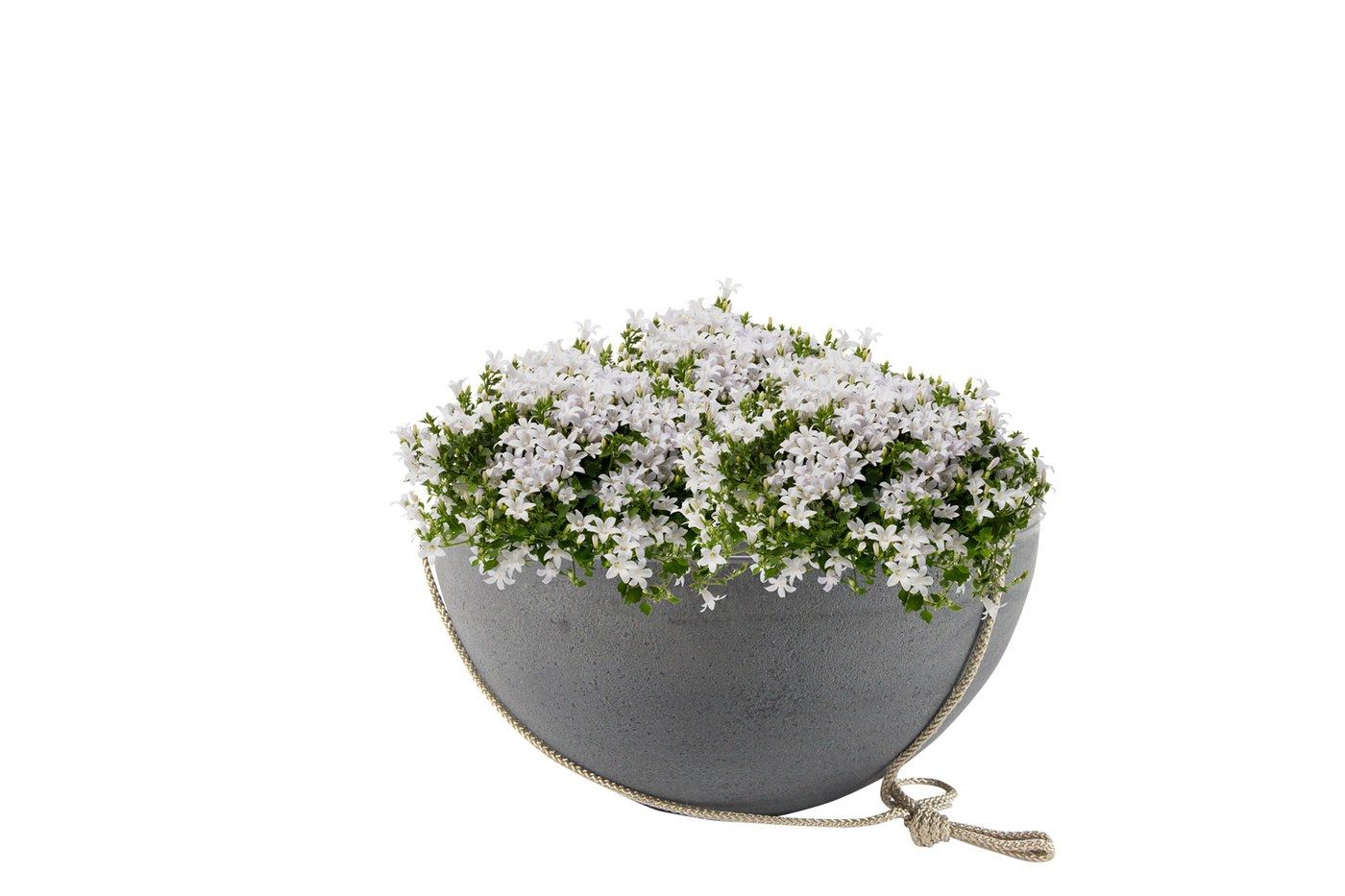 Nova Blumenampel Concrete Grey, Ø 35 cm, bepflanzt mit weißen Glockenblumen