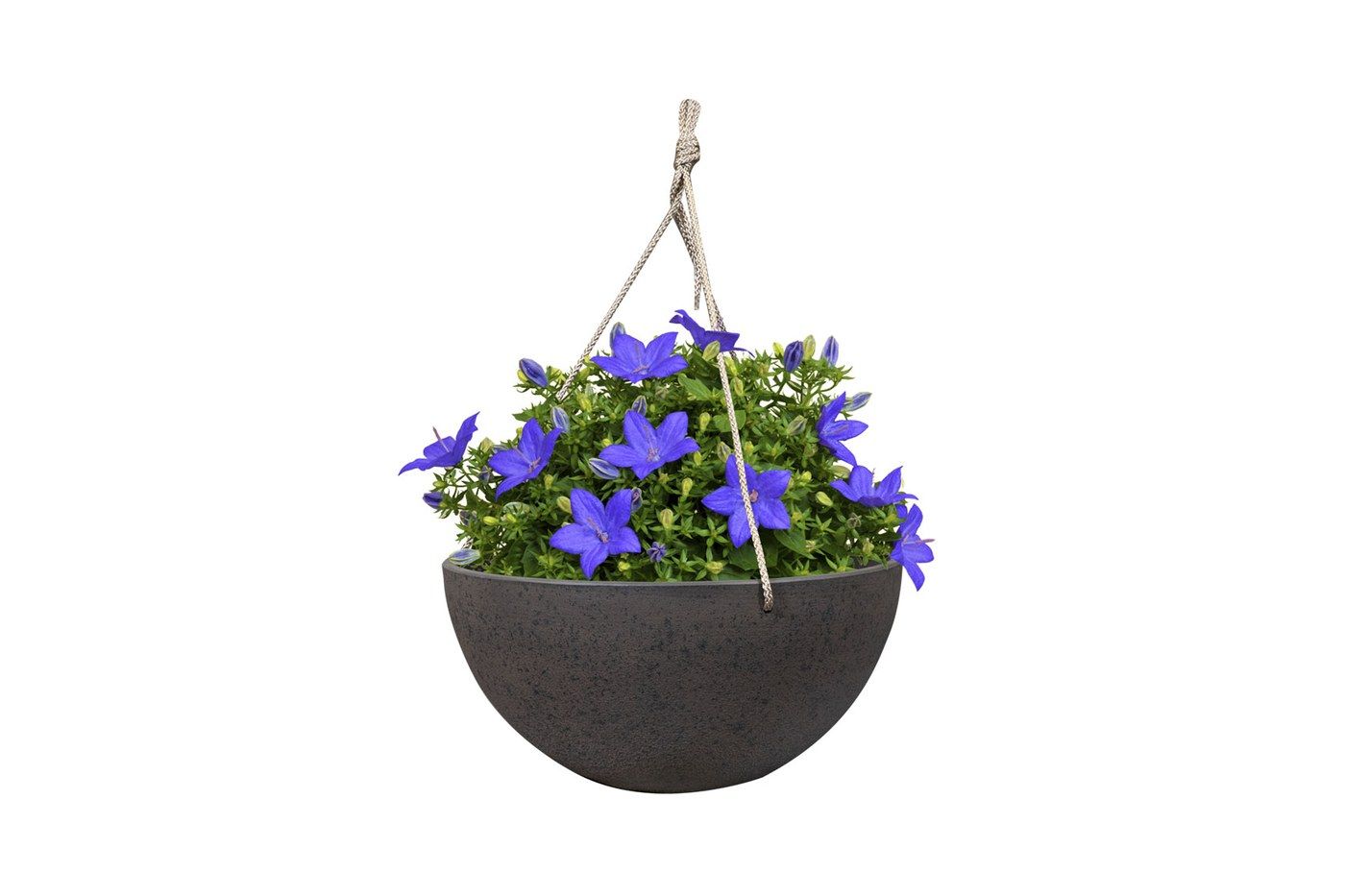 Nova Blumenampel Stone, &Oslash; 25 cm, bepflanzt mit blauen Glockenblumen