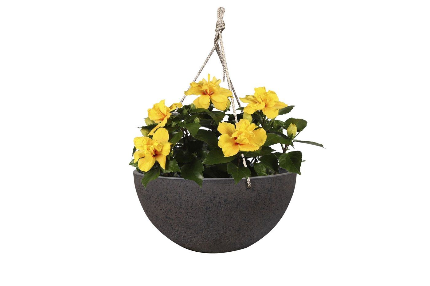 Nova Blumenampel Stone, Ø 35 cm, bepflanzt mit gelb blühenden Pflanzen