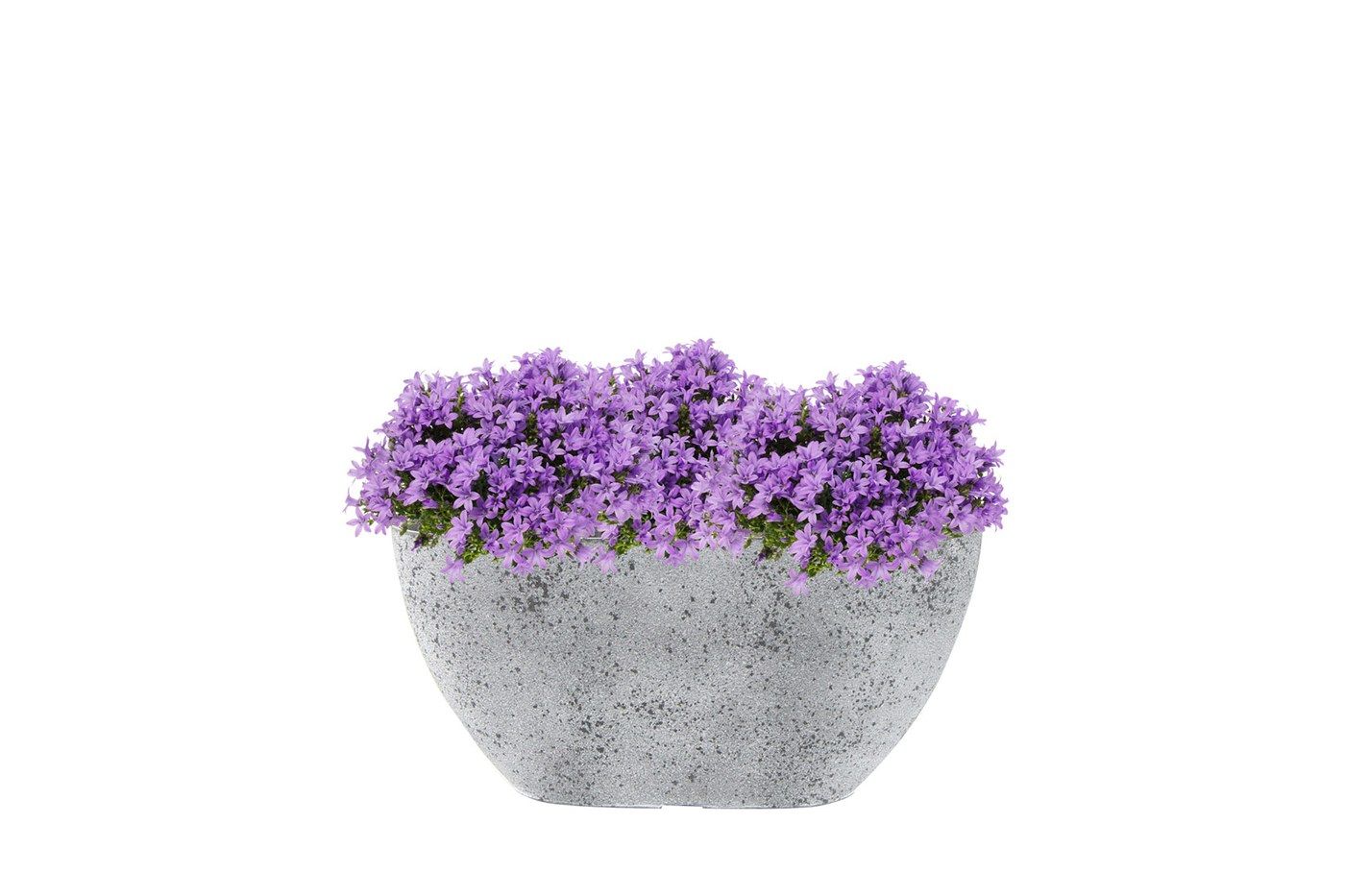 Balkonkasten Nova Concrete, 36 x 16 cm, bepflanzt mit violetten Glockenblumen