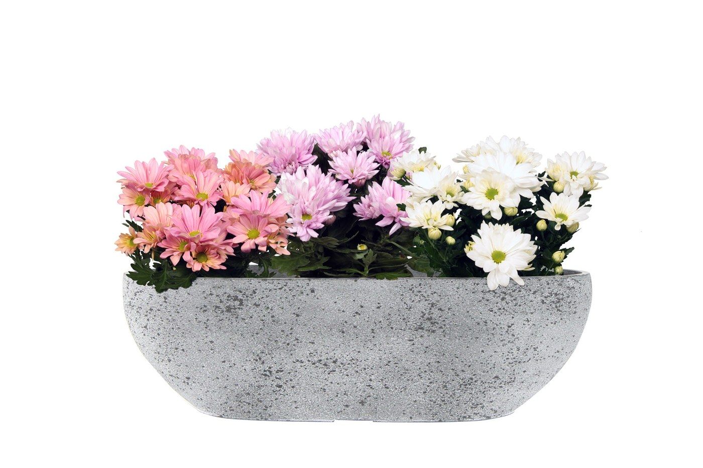 Balkonkasten Nova Concrete, 55 x 16 cm, bepflanzt mit rosa und wei&szlig;en Chrysanthemen