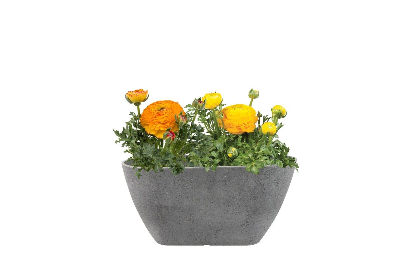 Balkonkasten Nova Concrete Grey, 36 x 16 cm, bepflanzt mit orangefarbenen und gelben Ranunkeln
