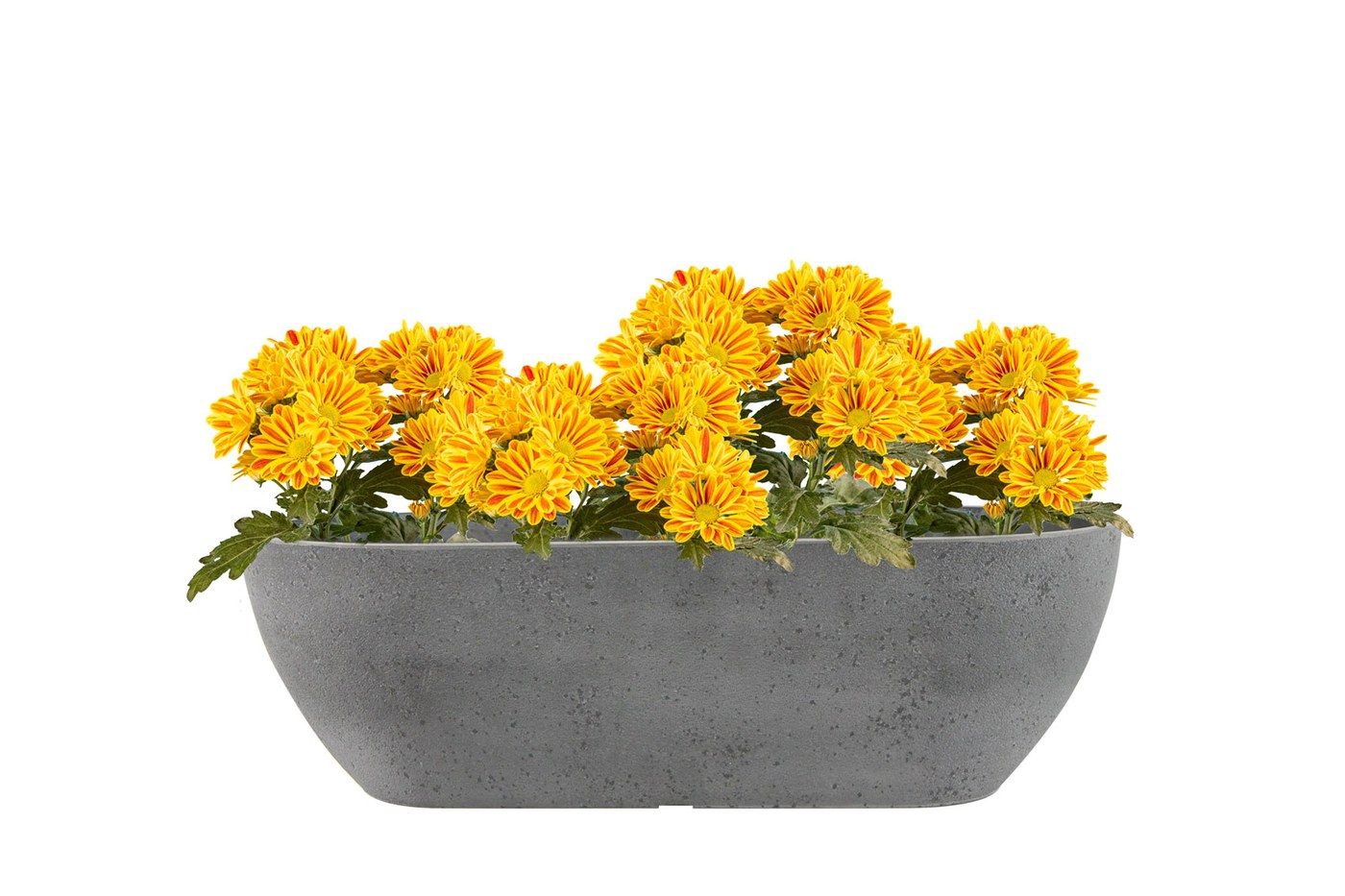 Balkonkasten Nova Concrete Grey, 55 x 16 cm, bepflanzt mit gelben Chrysanthemen