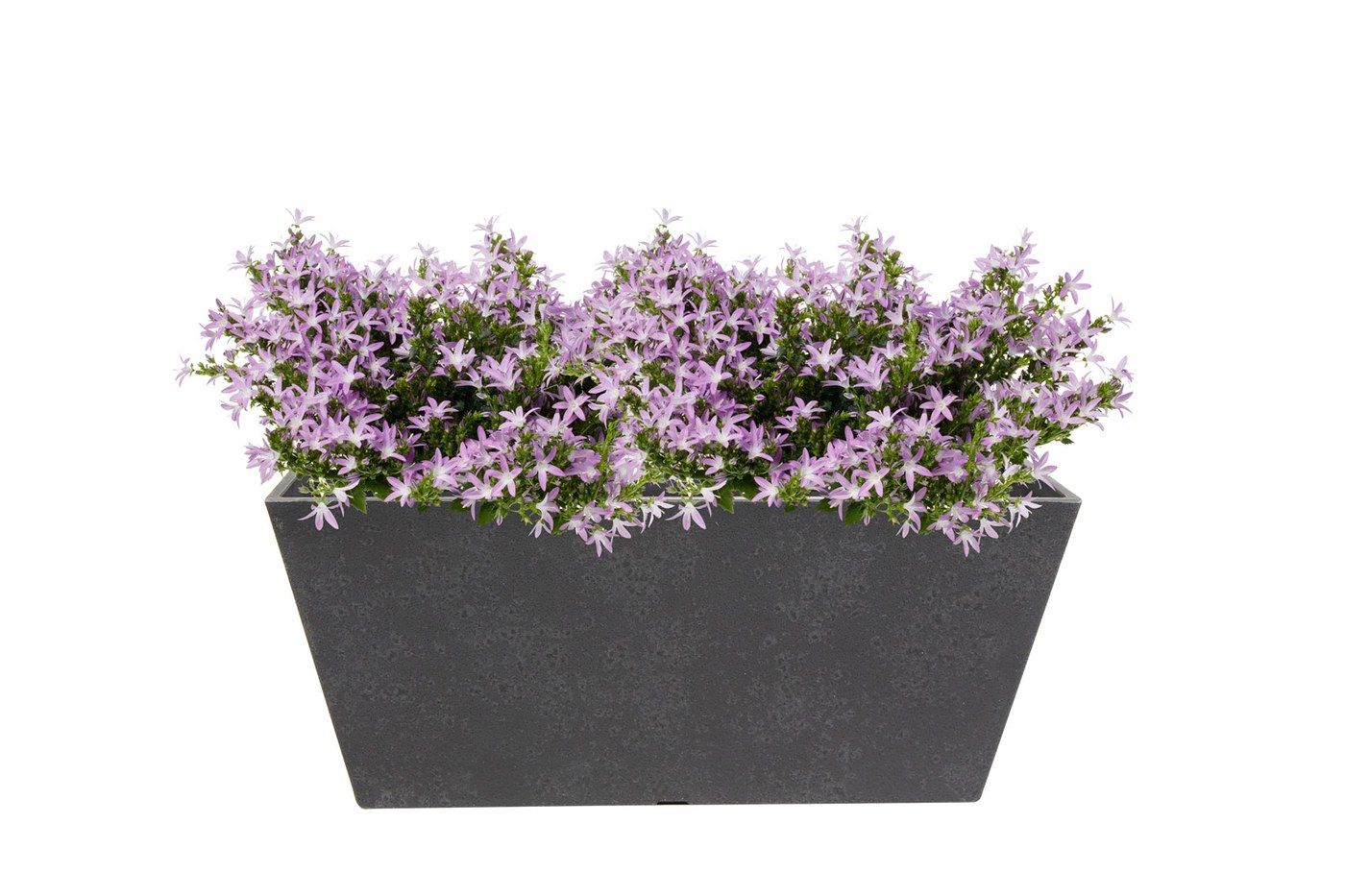 Balkonkasten Nimar Concrete Grey, 36 x 16 cm, bepflanzt mit hellvioletten Glockenblumen