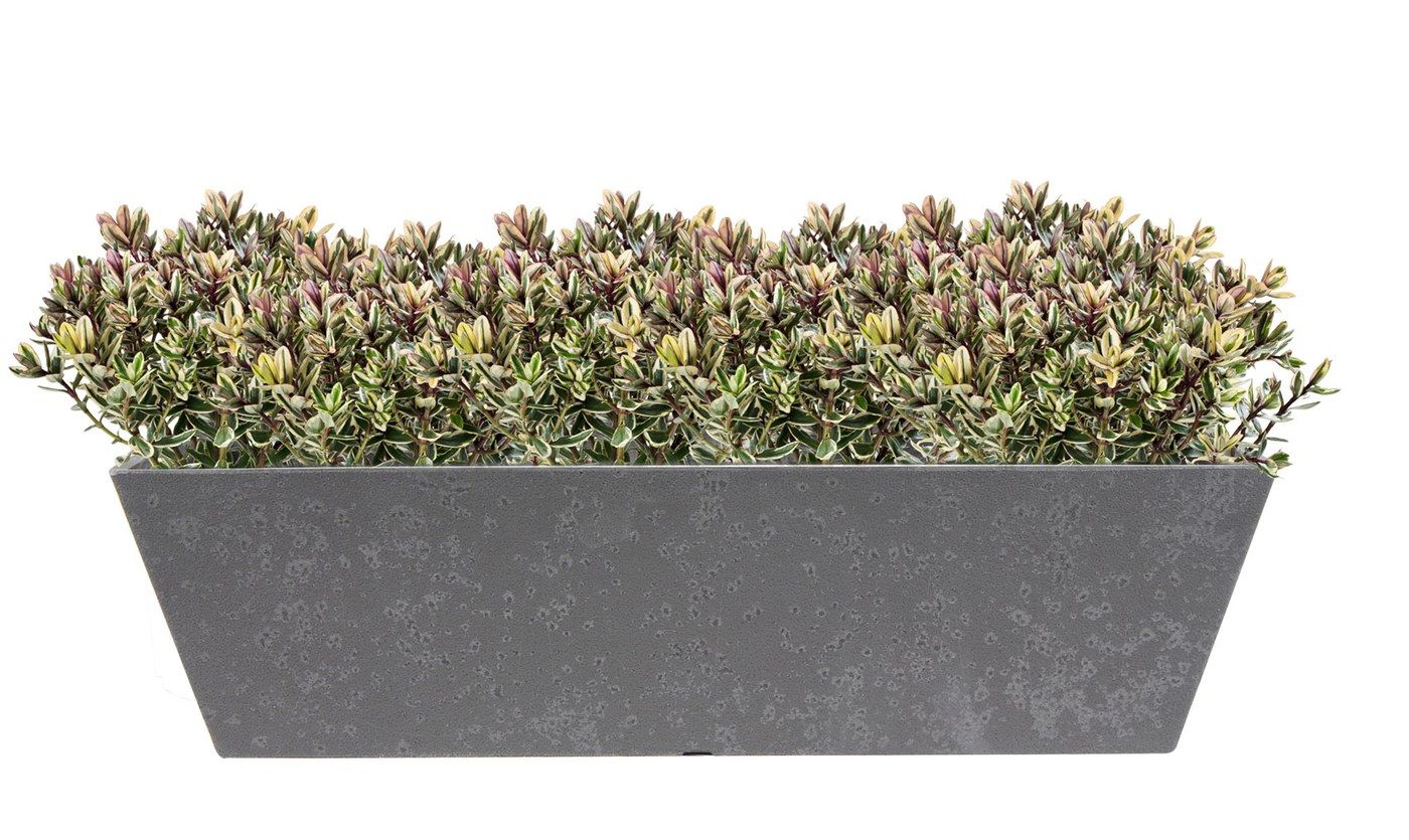Balkonkasten Nimar Concrete Grey, 55 x 16 cm, bepflanzt mit niedrigen Polsterpflanzen