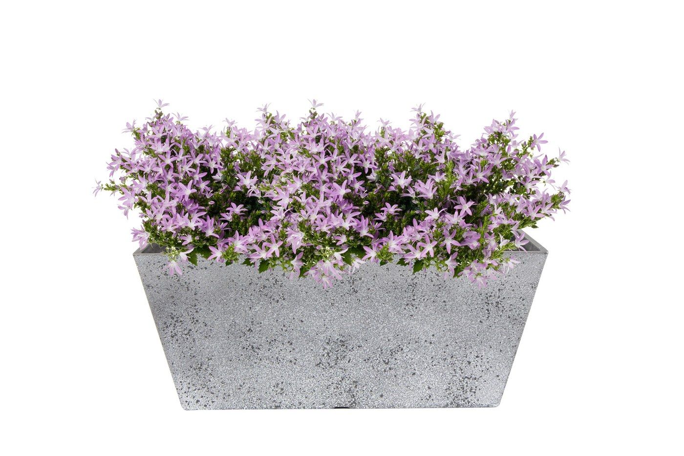 Balkonkasten Nimar Concrete, 36 x 16 cm, bepflanzt mit hellvioletten Glockenblumen