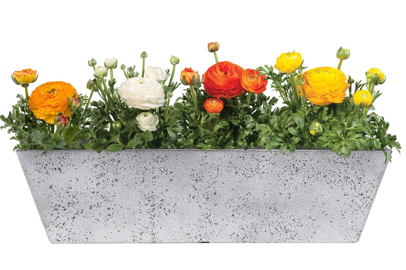 Balkonkasten Nimar Concrete, 55 x 16 cm, bepflanzt mit orangefarbenen, gelben und wei&szlig;en Ranunkeln