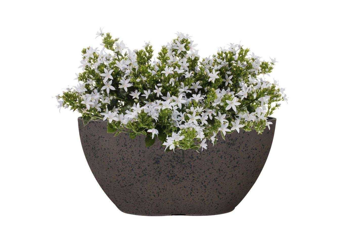 Balkonkasten Nova Stone, 36 x 16 cm, bepflanzt mit wei&szlig;en Glockenblumen