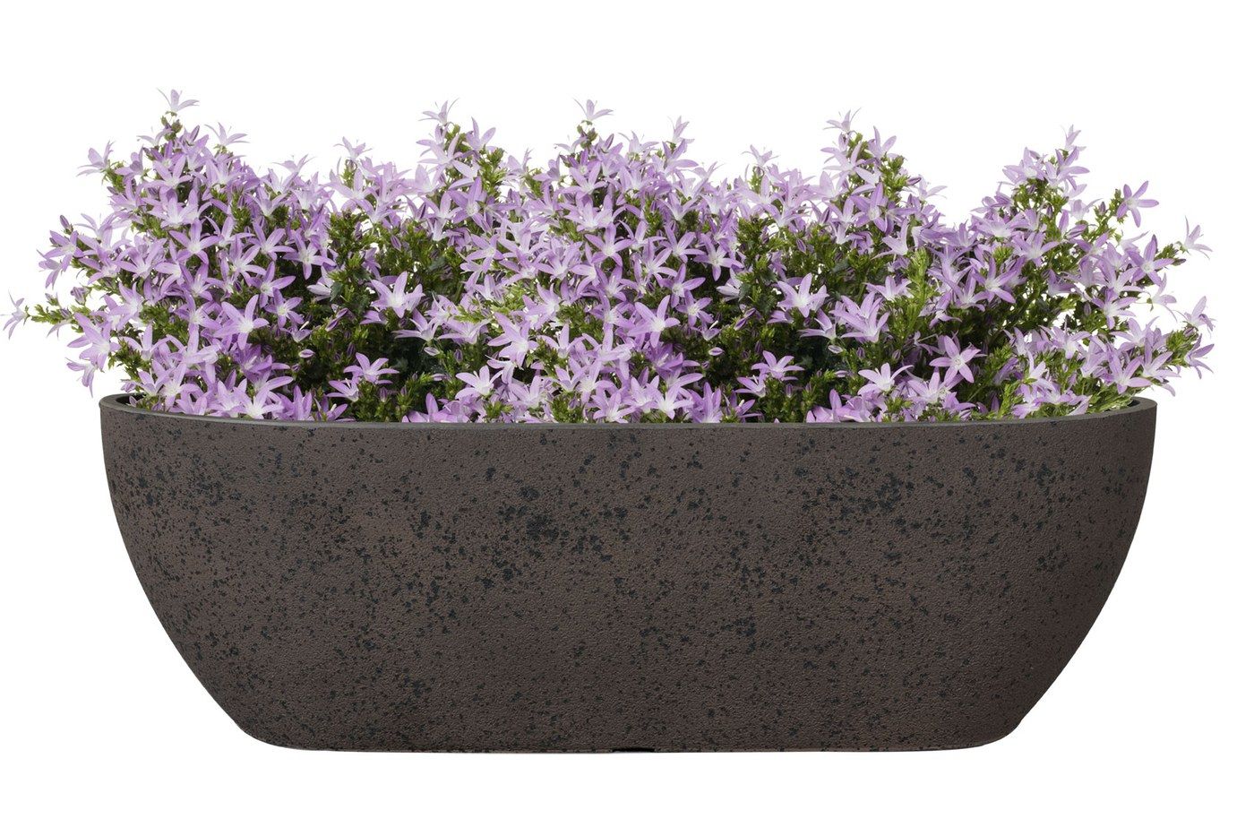Balkonkasten Nova Stone, 55 x 16 cm, bepflanzt mit hellvioletten Glockenblumen
