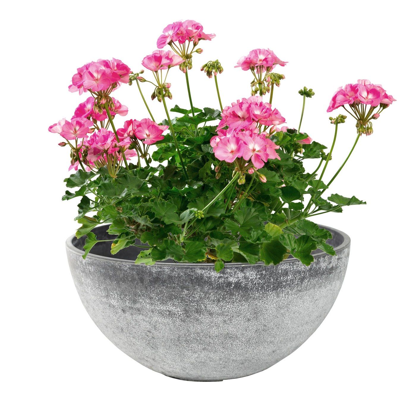 Nova Pflanzschale Concrete, Ø 25 cm, bepflanzt mit Geranien