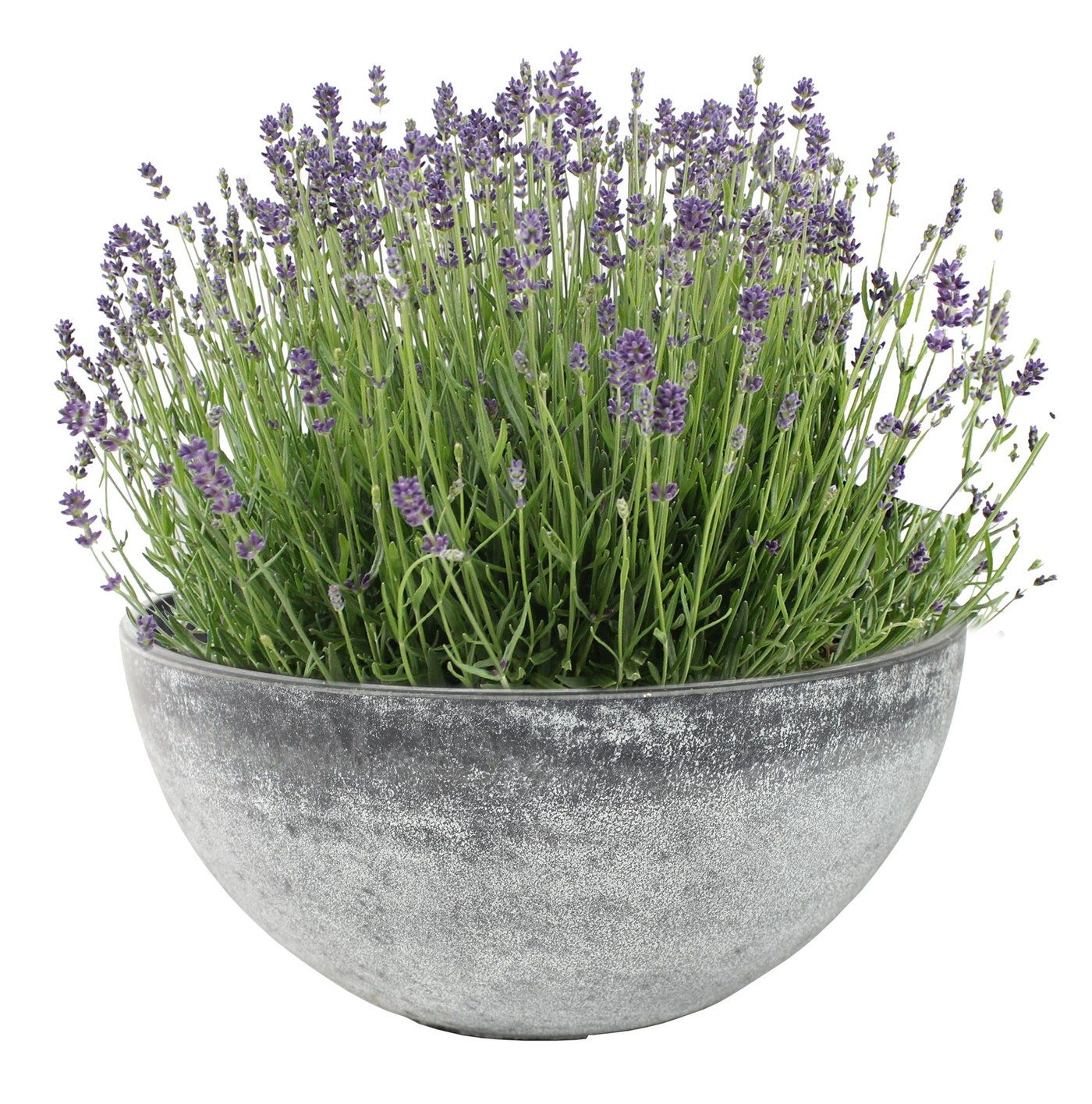 Nova Pflanzschale Concrete, &Oslash; 55 cm, bepflanzt mit Lavendel
