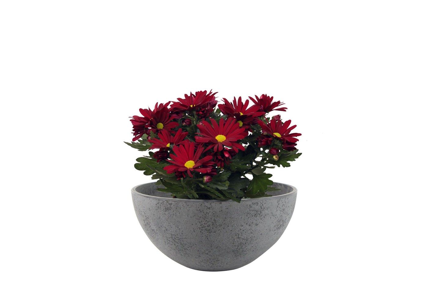Nova Pflanzschale Concrete Grey, &Oslash; 25 cm, bepflanzt mit dunkelroten Bl&uuml;ten