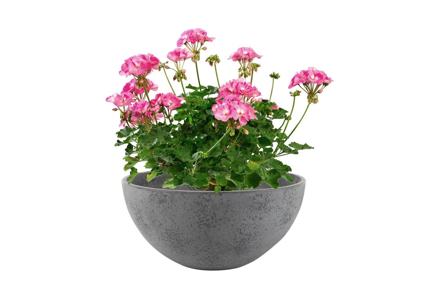 Nova Pflanzschale Concrete Grey, Ø 35 cm, bepflanzt mit rosa Geranien