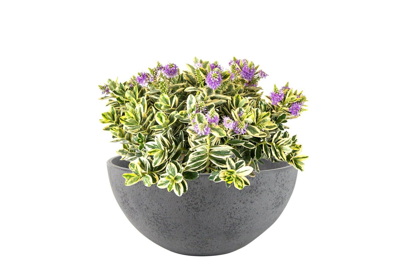 Nova Pflanzschale Concrete Grey, &Oslash; 55 cm, bepflanzt mit buntlaubigen Pflanzen