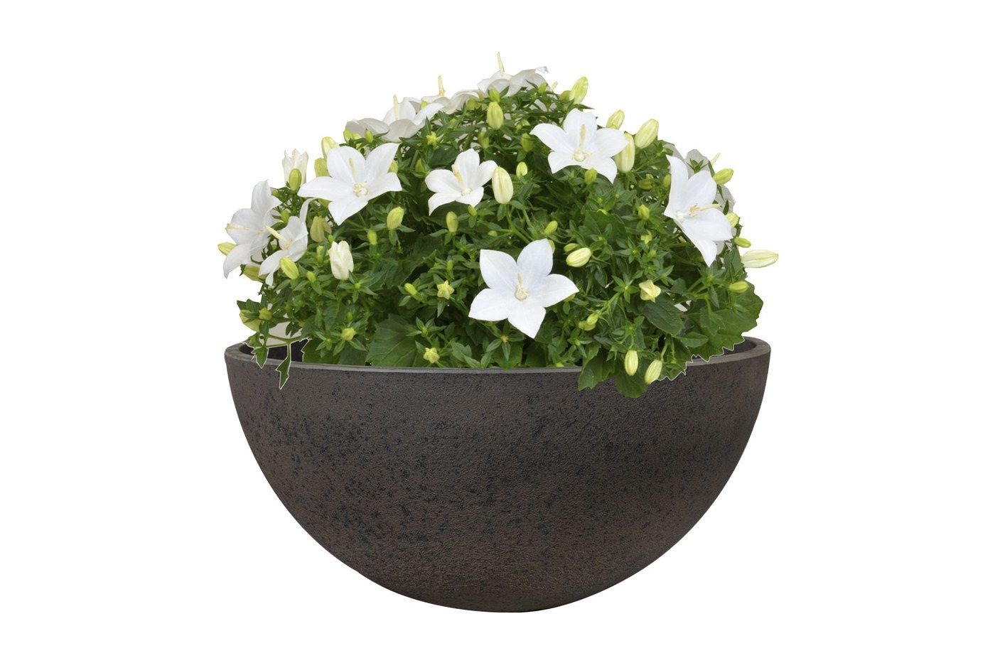 Nova Pflanzschale Stone, &Oslash; 35 cm, bepflanzt mit wei&szlig;en Glockenblumen