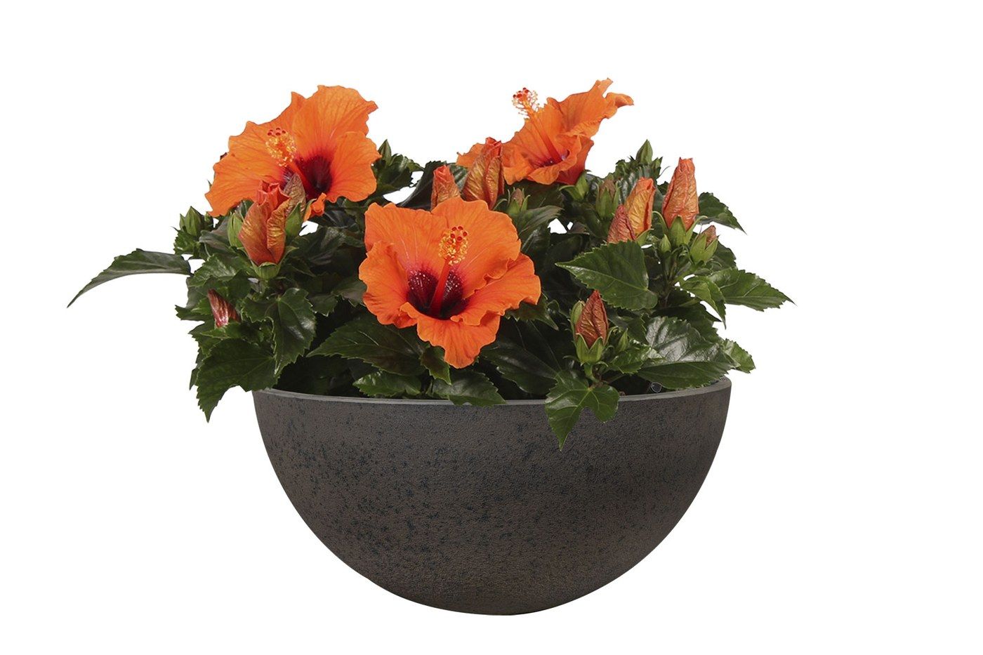 Nova Pflanzschale Stone, &Oslash; 55 cm, bepflanzt mit orangefarbenem Hibiskus