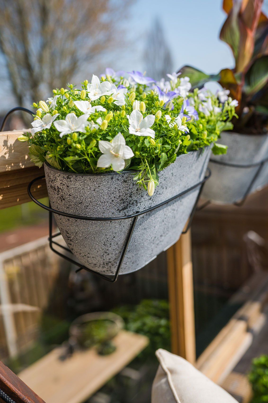 Cera-Mix-Balkonkasten Nova in Concrete mit wei&szlig;en Glockenblumen an einer Br&uuml;stung